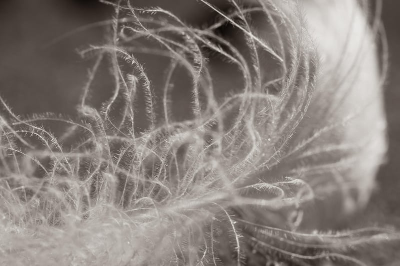 Magical Feather Decor